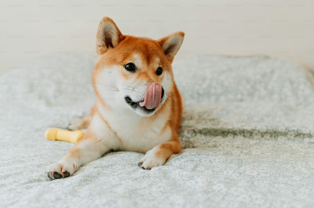 Shiba Inu