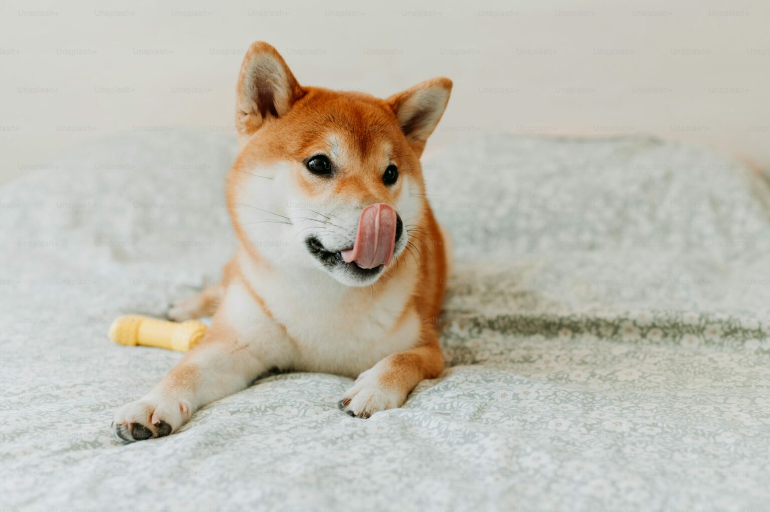 Shiba Inu Set for a Potential 17X Surge as it Enters Key Buying Territory Shiba Inu