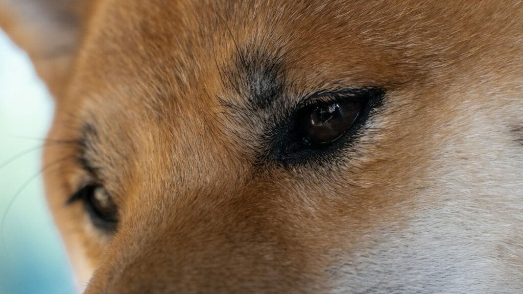 Can Dogecoin Price Still Rally 1,000%? Analyst Reveals End-of-Year Prediction