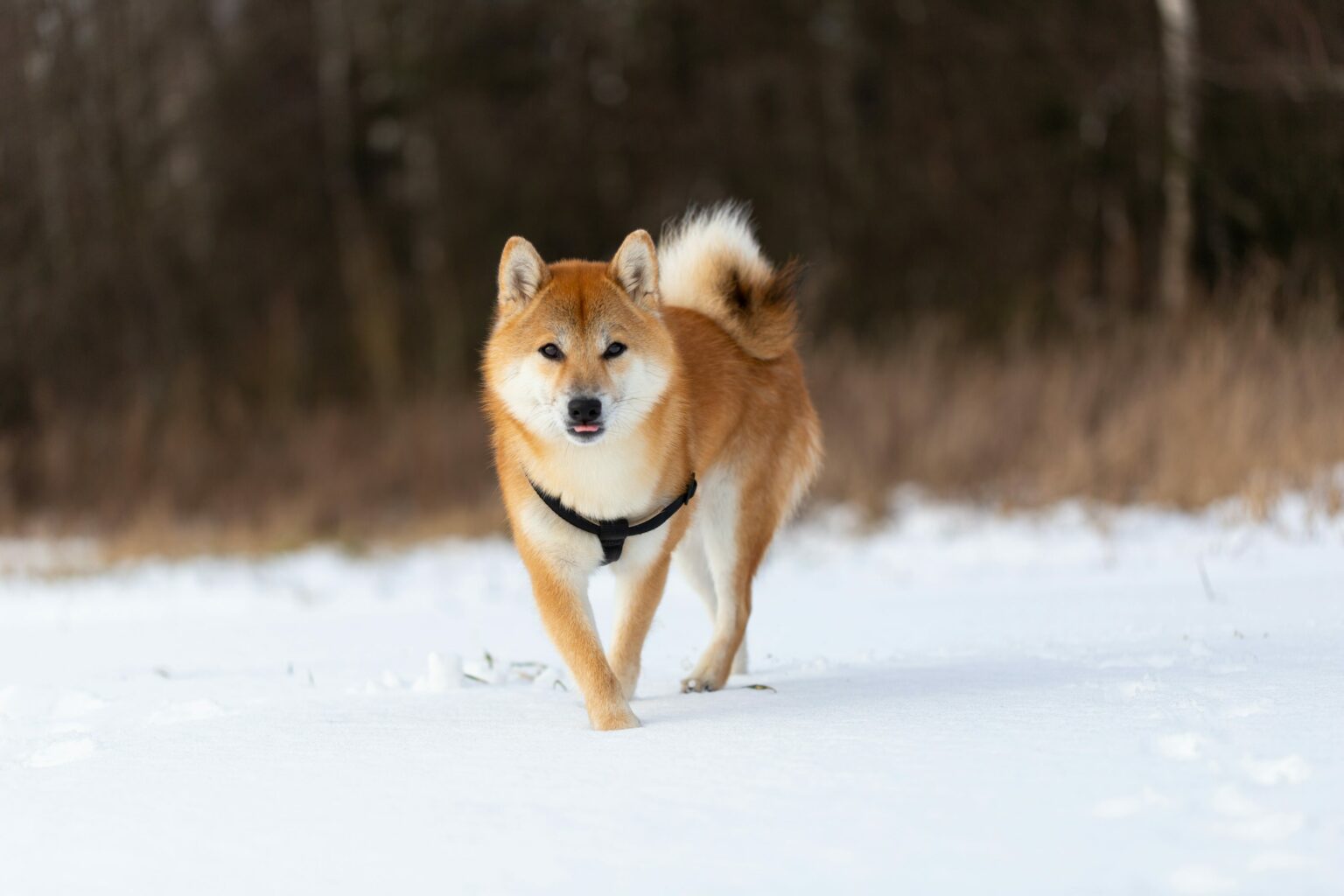Dogecoin RSI Returns To Pre-Launch Levels, Analyst Says Next Major Surge Is Close